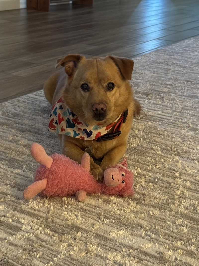 A tan dog in a heart-print bandana lying on a rug at home beside a pink plush toy