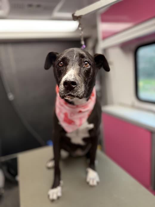 A freshly groomed black-and-white dog in a pink bandana sitting on the grooming table inside the mobile van