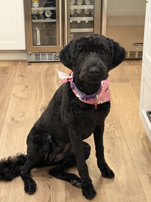 A large black Poodle-type dog with a neat clip and a pink bandana sitting on a kitchen floor